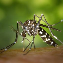 Moustique tigre Aedes albopictus piquant la peau humaine