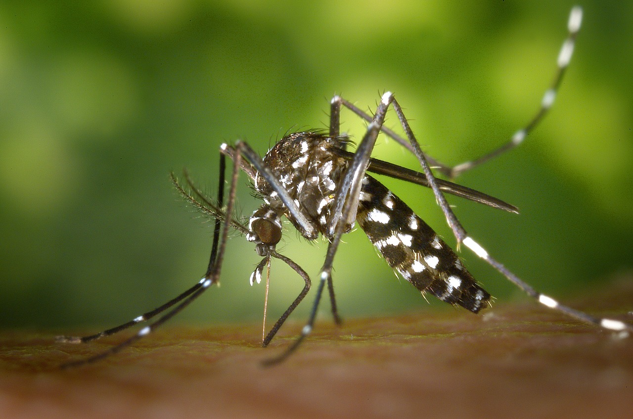 Moustique tigre Aedes albopictus piquant la peau humaine