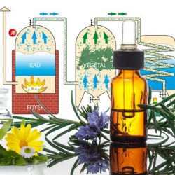 L'image représente des huiles essentielles ainsi que des pantes aromatiques