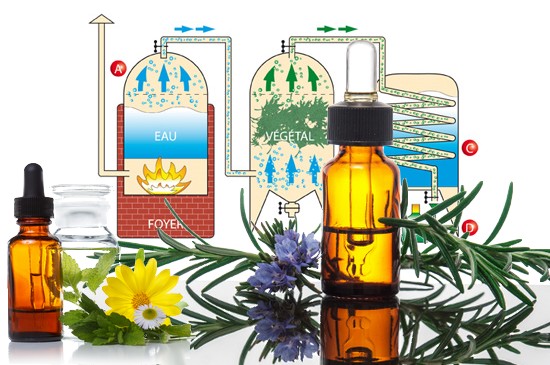 L'image représente des huiles essentielles ainsi que des pantes aromatiques