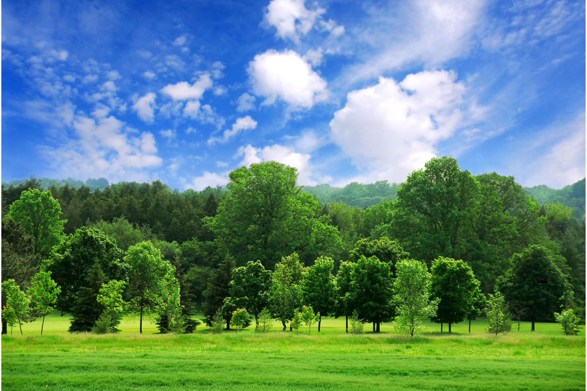 Naturlandschaft mit einem grünen Wald unter einem blauen Himmel mit Wolken, die den Reichtum an biologischer Vielfalt und das Gleichgewicht der natürlichen Ökosysteme symbolisieren.