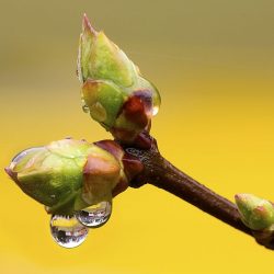 L'image représente des bourgeons, utilisés pour confectionner les macérâts de gemmothérapie