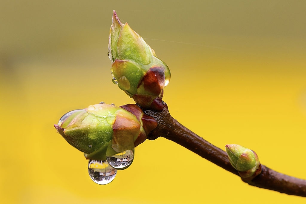 L'image représente des bourgeons, utilisés pour confectionner les macérâts de gemmothérapie