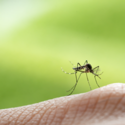 L'image représente un moustique posé sur la peau de quelqu'un. Le fond de l'image est vert.