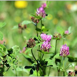 L'image représente de l'alfalfa ou luzerne.