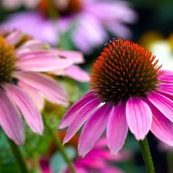 échinacée