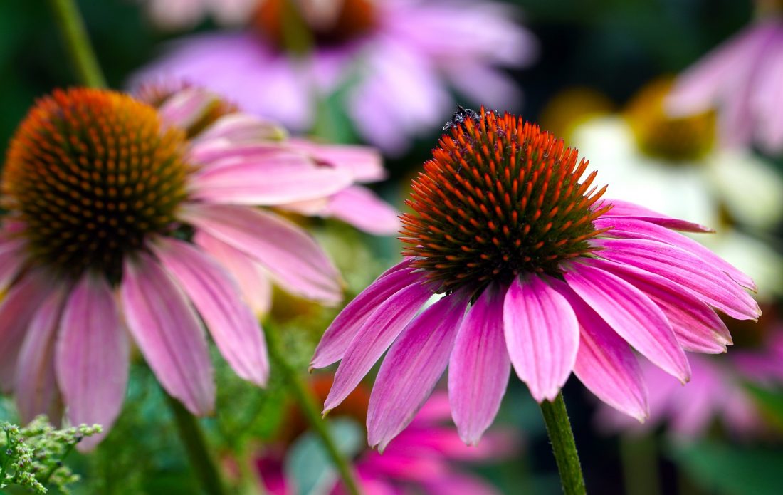 Die therapeutischen Kräfte der Echinacea-Wurzel
