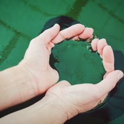 spiruline