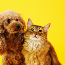 Un chien caniche de couleur caramel et un chat à poil long avec des nuances de brun et de caramel, posant côte à côte sur un fond jaune uni, regardant vers la droite avec une expression attentive, illustrant des animaux de compagnie bien soignés qui nécessitent une bonne hydratation durant les mois chauds de l'été.