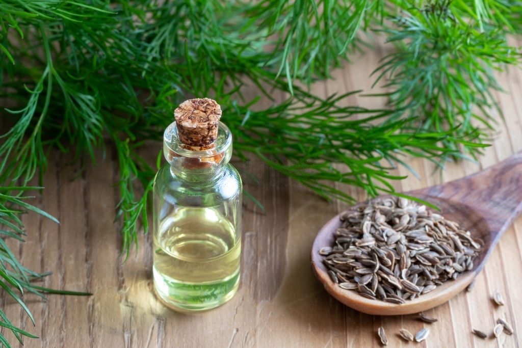 L'image représente une bouteille d'huile essentielle à l'ancienne. Propriétés pharmacologiques de l'huile essentielle d'aneth