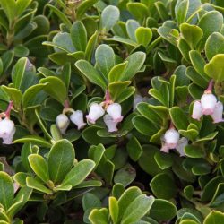 folhas de bearberry
