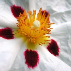L'essence de rameaux feuillus de Ciste labdanifère