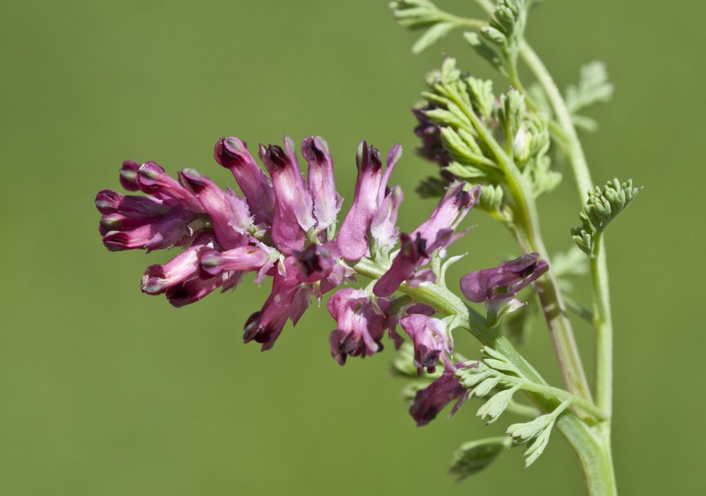 fumitory