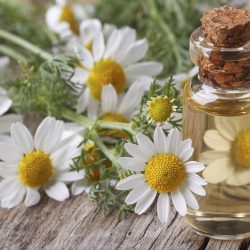 Huile essentielle de capitule fleuris de Camomille Noble