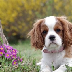 L'image représente un chien allongé dans l'herbe avec un collier