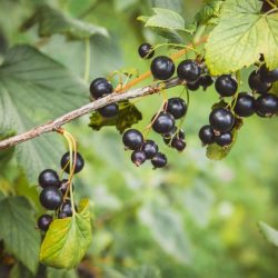 foglie di ribes nero