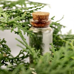 huile essentielle de rameaux feuillus à galbules de Cyprès