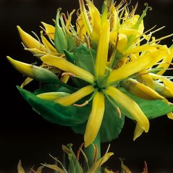 Propriedades farmacológicas da genciana