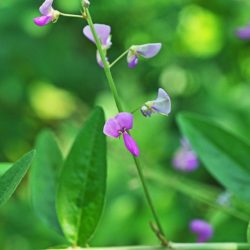desmodium