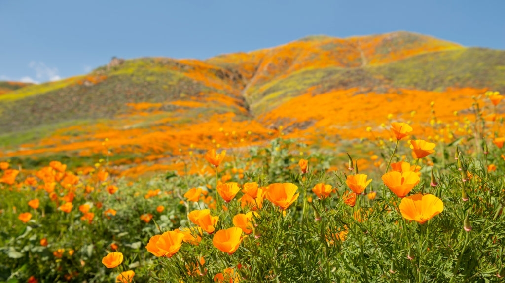 Eschscholtzia, il piccolo oppio dei nativi americani della California