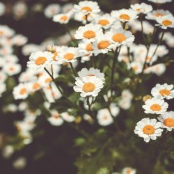 Partenio, pianta medicinale per le donne Prévisualisation de la méta description: