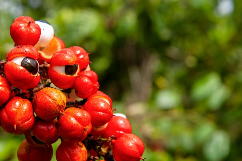 Benefici medicinali dei semi di guaranà