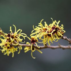 Fleurs d’Hamamélis en gros plan, un arbuste reconnu pour ses propriétés médicinales et son usage en phytothérapie.