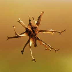 vantaggi dei tuberi secondari di Harpagophytum