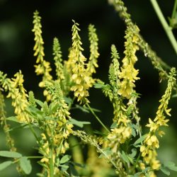 L'image représente du mélilot