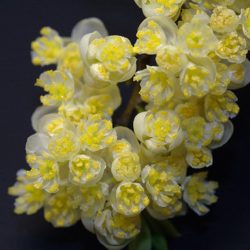 l'image représente de la litsée citronnée ou verveine exotique.