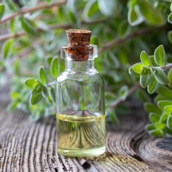 Olio essenziale di maggiorana