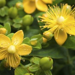 St. John's Wort