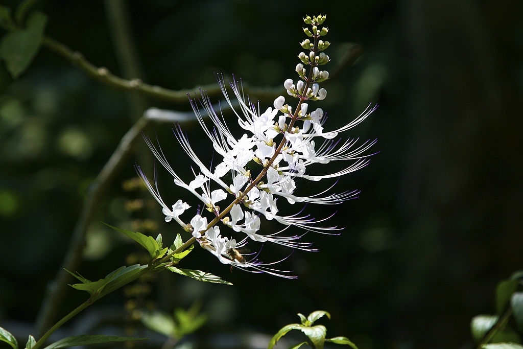 L'Orthosiphon, rimedio per le vie urinarie per eccellenza