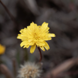 L'image représente de la Piloselle