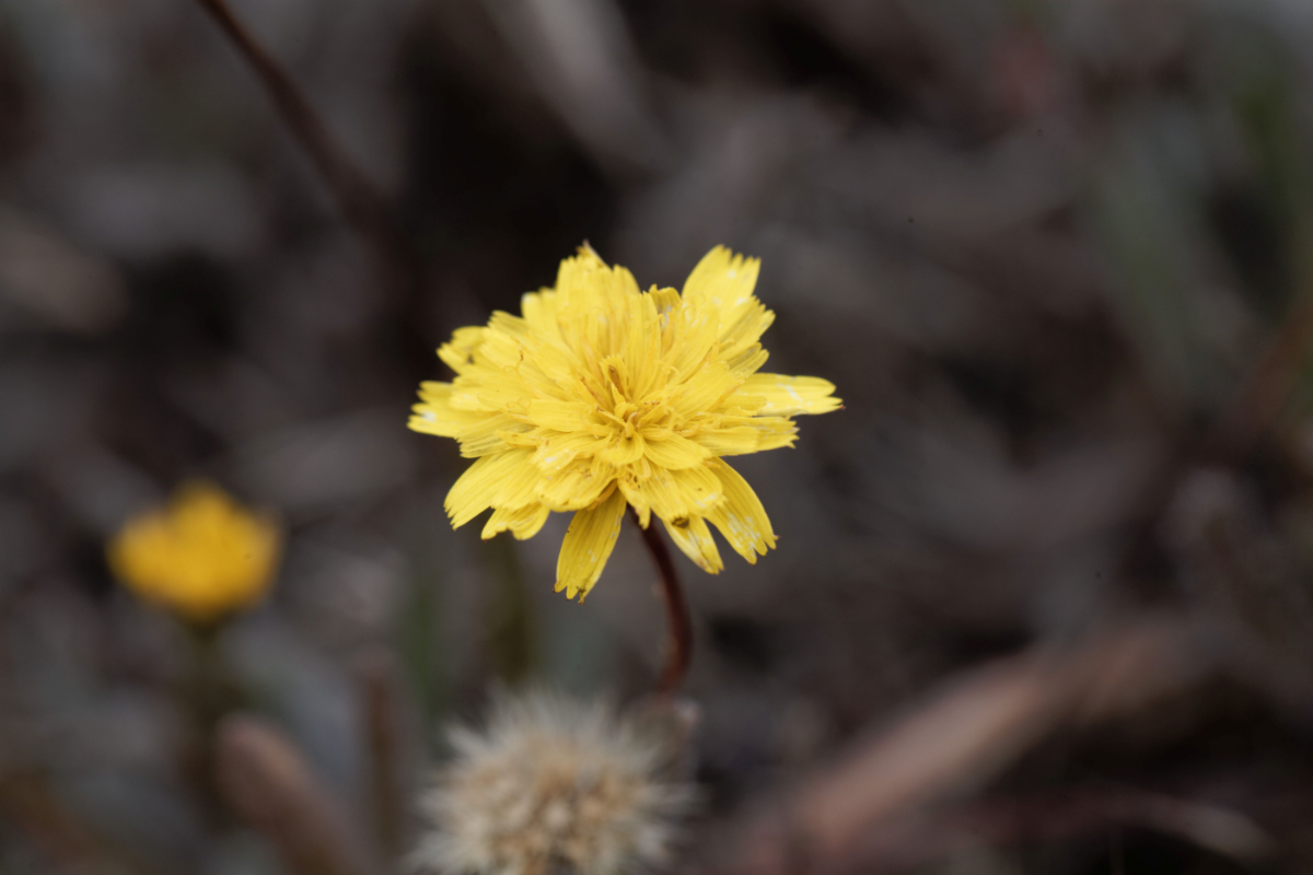 L'image représente de la Piloselle