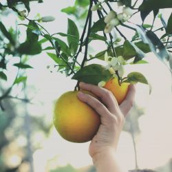 néroli, l'huile essentielle de néroli