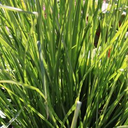 Olio Essenziale di Palmarosa, il Geranio Indiano Etnomedicinale