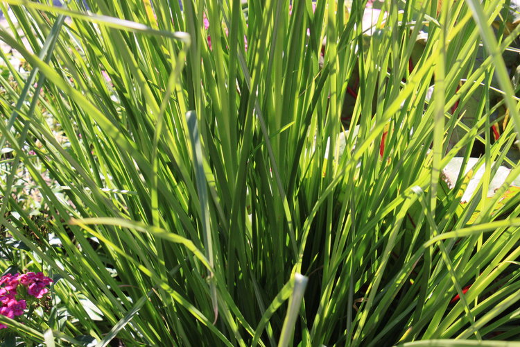 Olio Essenziale di Palmarosa, il Geranio Indiano Etnomedicinale