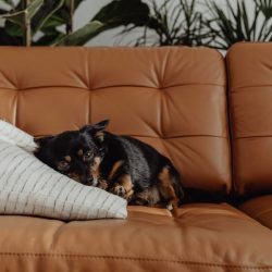 A natural remedy to relieve the joints of your animals