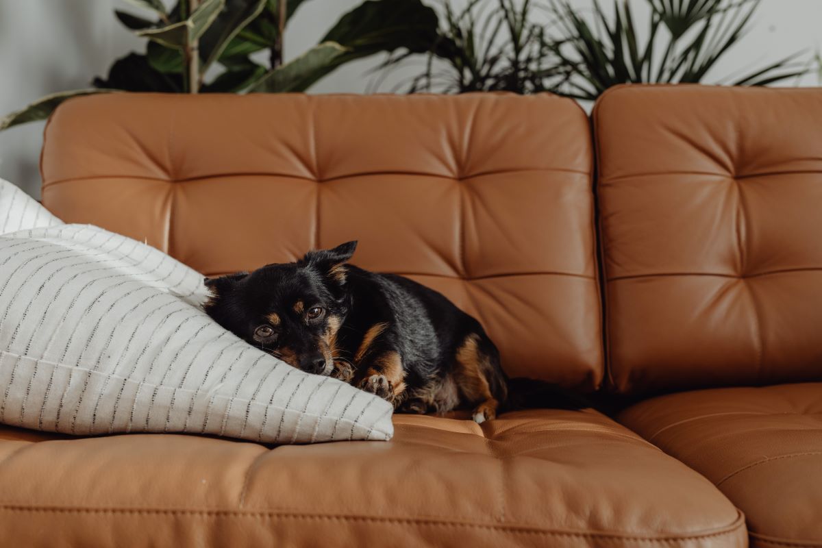 Un rimedio naturale per alleviare le articolazioni dei vostri animali