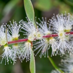 L'image représente le Niaouli. Il s'agit d'un arbre originaire de la Nouvelle-Calédonie, de la famille des Myrtacées.