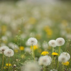 L'image représente un champs de pissenlit