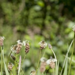 L'image représente du plantain lancéolé