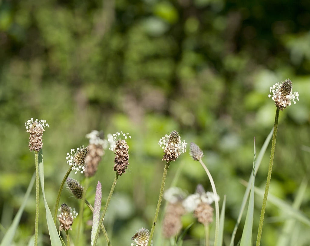 L'image représente du plantain lancéolé