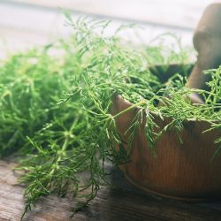 Heermoes, een van de eerste planten op onze planeet