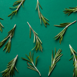 Brins de romarin frais disposés sur un fond vert, utilisés en aromathérapie et en phytothérapie pour leurs nombreuses vertus.