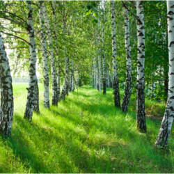 L'image représente une forêt de bouleau