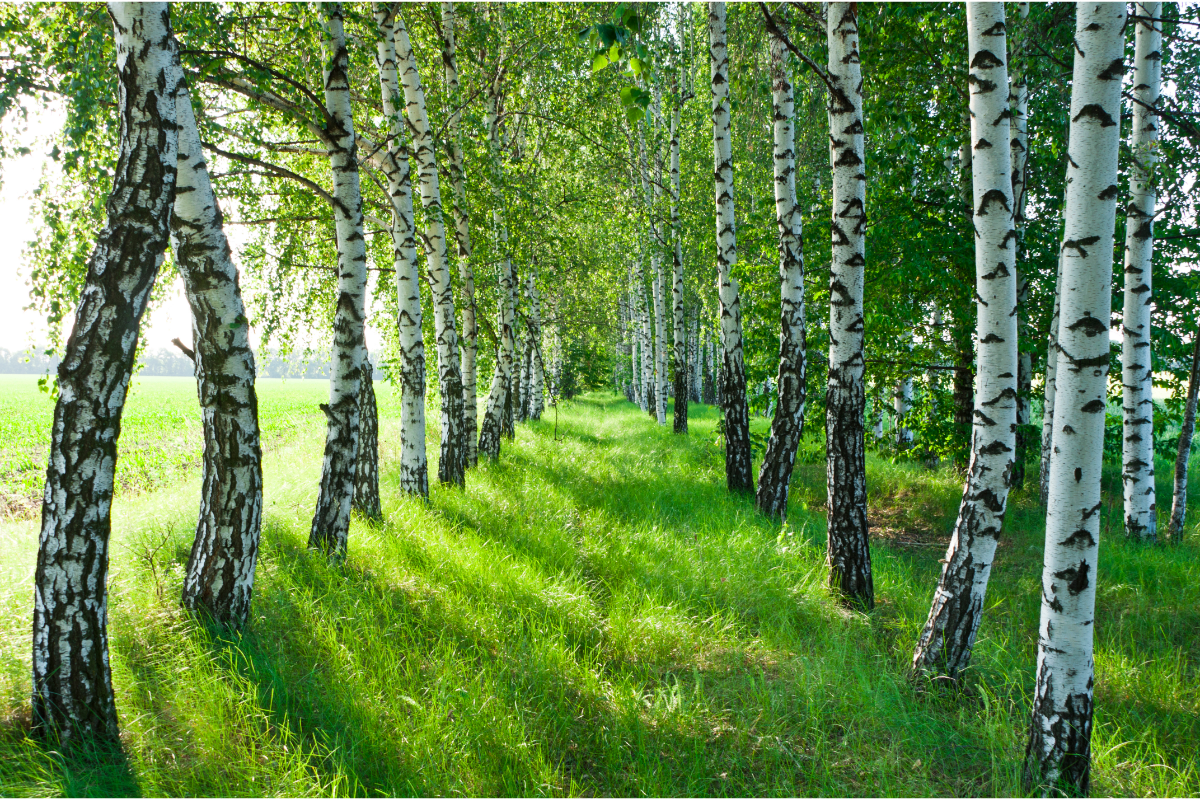 L'image représente une forêt de bouleau