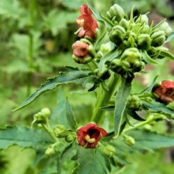 Figwort, pianta nell'arsenale anti-scrofolo