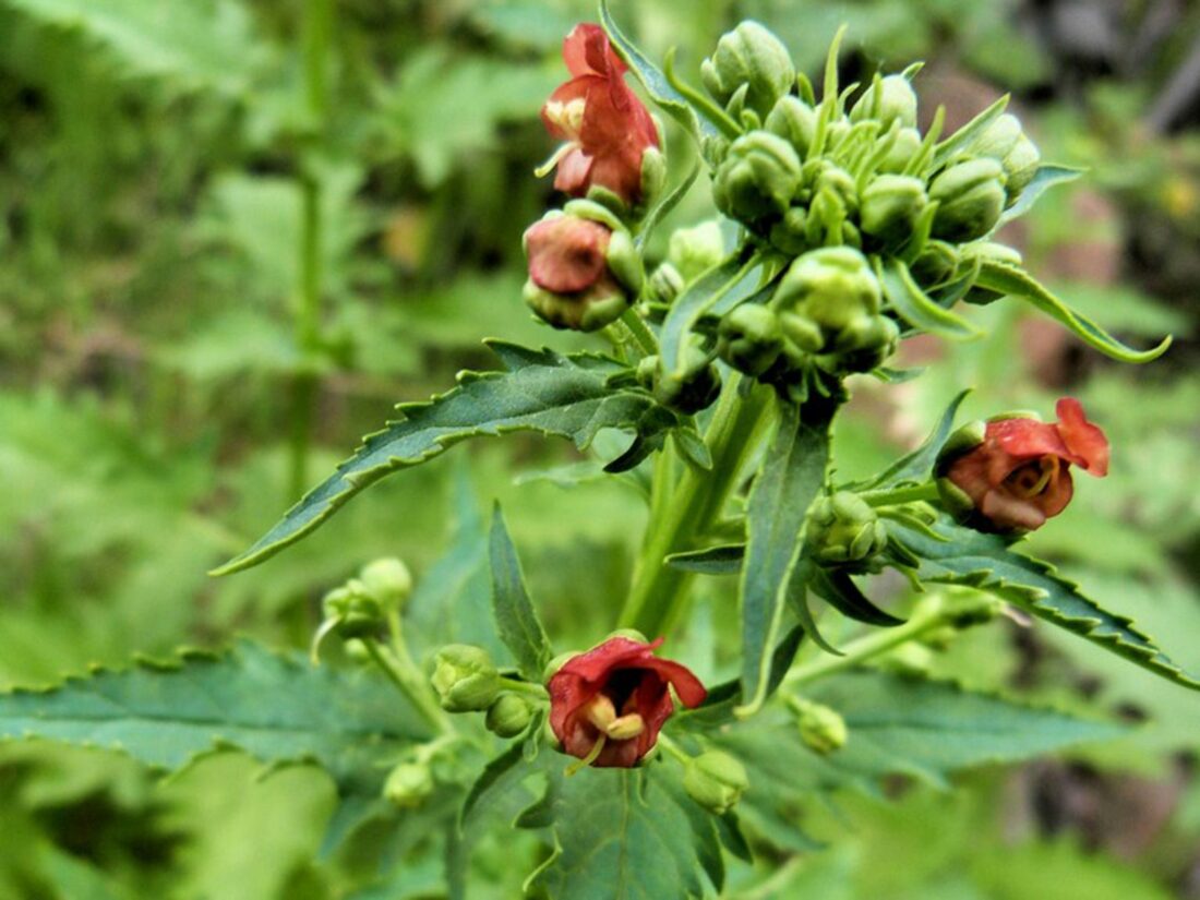 Figwort, pianta nell'arsenale anti-scrofolo